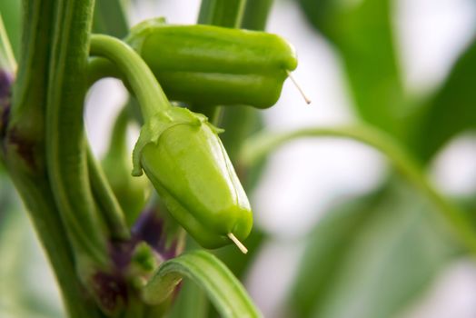 Two small ovaries of sweet pepper growing in a greenhouse close-up