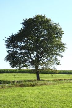 of single tree, with blue sky background    allein stehender Baum,mit blauem Himmel im Hintergrund