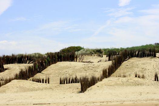 Dunes along the North Sea coast in Belgium  D�nenlandschaft an der Nordsee K�ste in Belgien