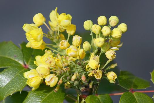 Close-up of a yellow-flowering Mahonia  Nahaufnahme einer gelb bl�henden Mahonie