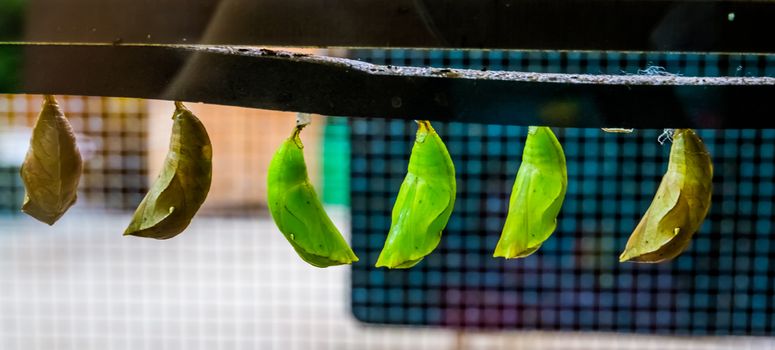 green butterfly cocoons in closeup, tropical insect specie, larva in metamorphism, Entomoculture