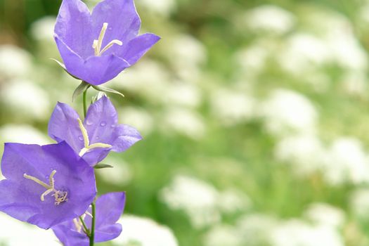 Flowers Blue campanula on the edge of the forest. Beautiful wild flower closeup with copy space