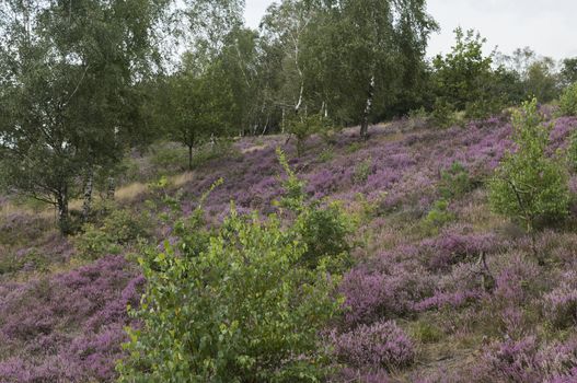 purple heather field has blossomed on the Veluwe in the Netherlands