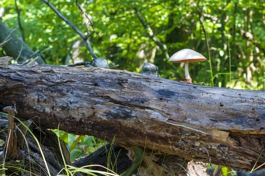 non edible mushroom grows from log