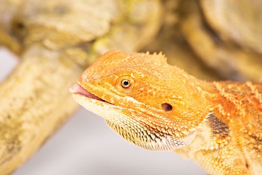 Bearded dragon with tongue out