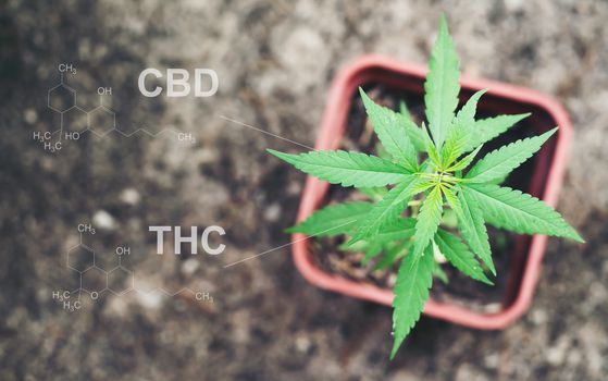 Marijuana lin pod with cbd thc chemical structure