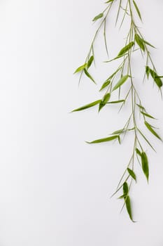 Branches of bamboo on white background