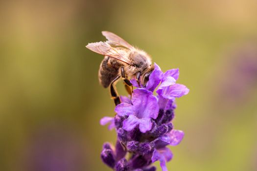 Bee pollination on a lavender flower. Macro photo. Close up.