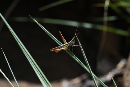 Small Slated-head Grasshopper Navigating Across Grass (Mermiria sp.)