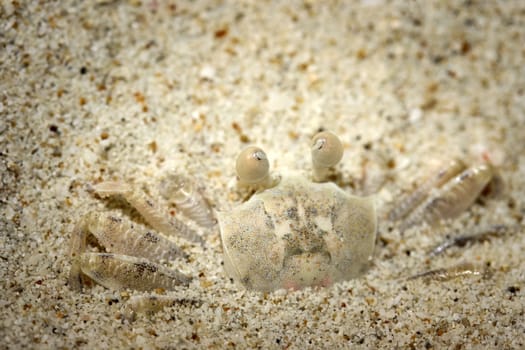 White Ghost Crab disguise on a white sandy beach