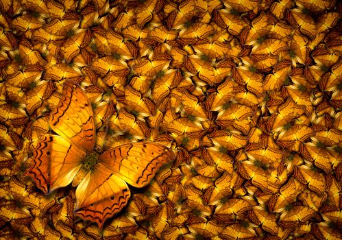 monarch butterfly background