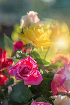 Rose and warm light in garden background , beautiful moments of 