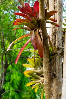 Bromeliad tree ( Aechmea fasciata, Guzmania, Urn Plant ) clingin