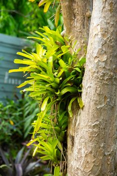 Bromeliad tree ( Aechmea fasciata, Guzmania, Urn Plant ) clingin