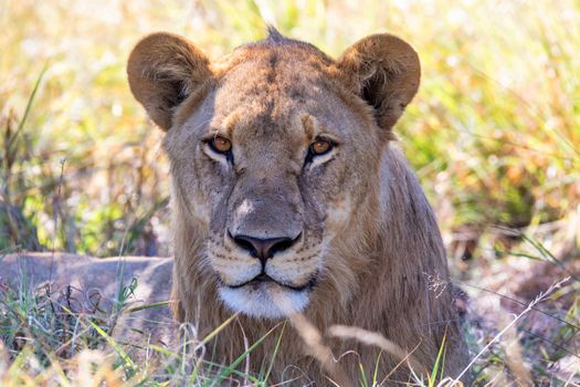 lion without a mane Botswana Africa safari wildlife