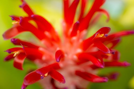 Bromeliad flower blooming in blurred garden, Close up and Marco 