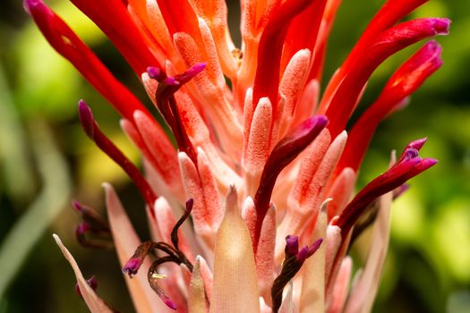 Bromeliad flower blooming in blurred garden, Close up and Marco 