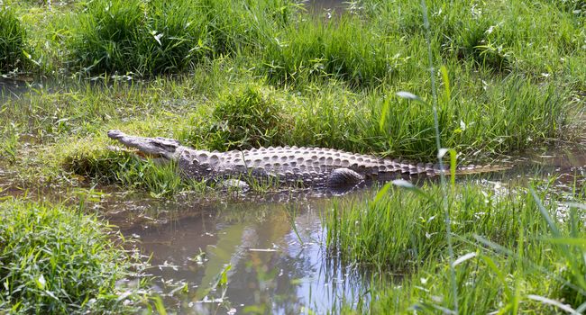 Madagascar Crocodile, Crocodylus niloticus