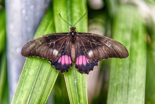 Papilio anchisiades, tropical butterfly, standing on a leaf