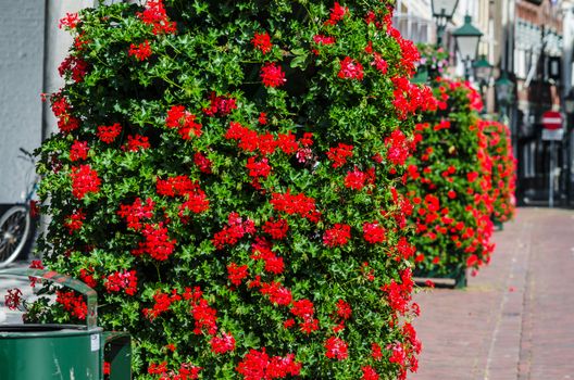 Many bright red flowers. Rows of bright plants on a street in Holland.