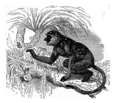 Proboscis monkey langur, vintage engraving.