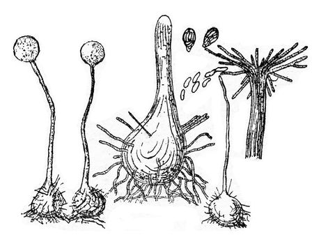 Fruiting device (perithecium) of the fungus, vintage engraving.