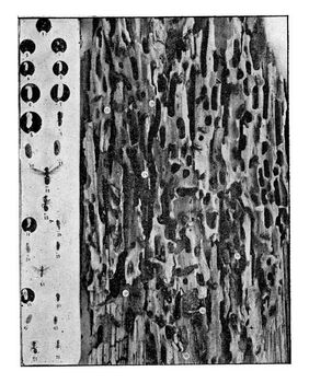 Camponotus herculeana, vintage engraving. 