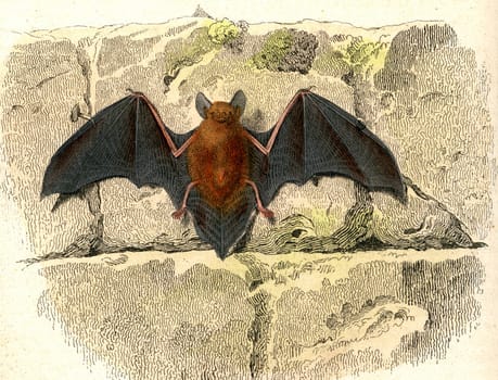 The bat, vintage engraving.