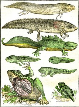 Transition from fish to amphibians, vintage engraving.