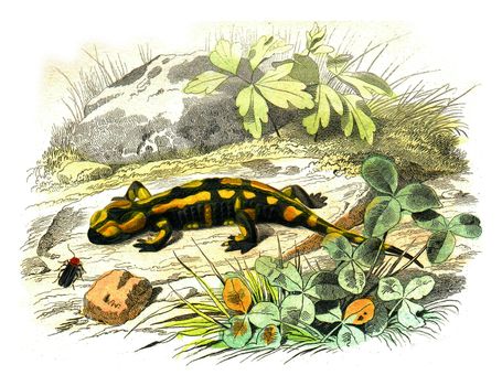 The terrestrial salamander, vintage engraving.