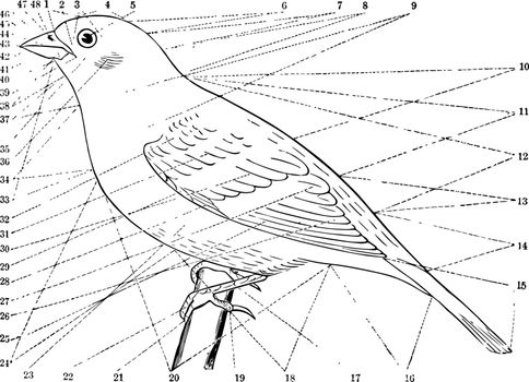 Topography of a Bird, vintage illustration.