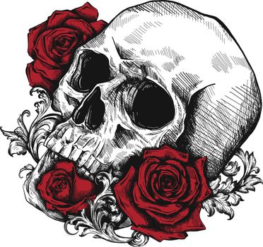 A human skull with roses on white background