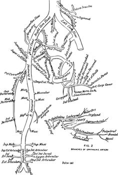 Branches of the Aorta vintage illustration.