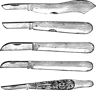 Budding Knives vintage illustration.