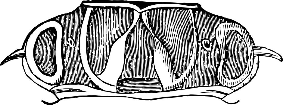 Thorax of Acrocinus Longimanus vintage illustration.