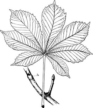 Horse-Chestnut Leaf vintage illustration. 