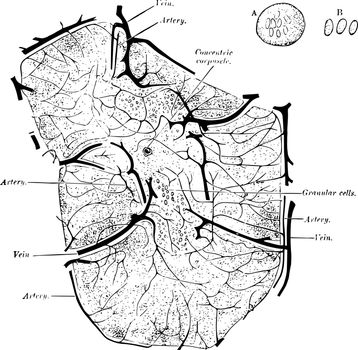 Structure of the Thymus vintage illustration.