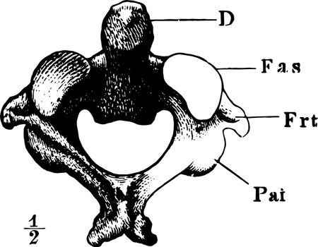 The Axis which is 2nd Cervical Vertebra vintage illustration.