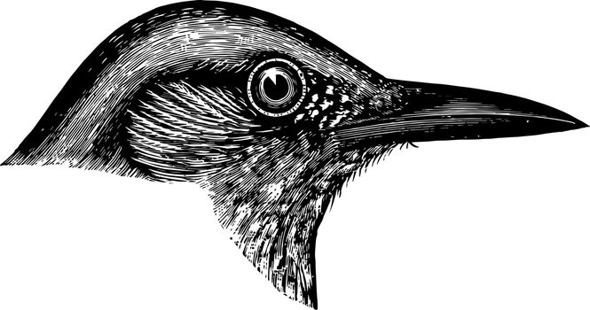 Blue Crow vintage illustration.