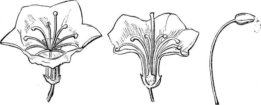 Detached Flower, Section of Detached Flower, and Stamen of Kalmi
