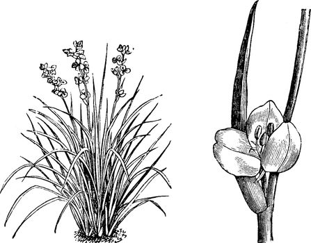 Habit and Portion of Detached Inflorescence of Libertia Formosa 