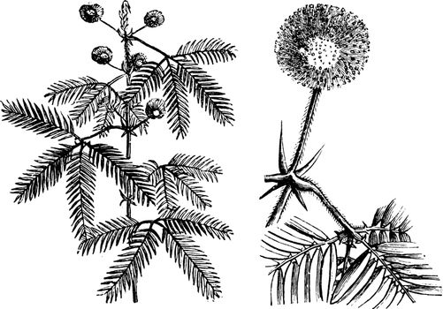 Flowering Branch, Single Flower Head, and Leaf of Mimosa Pudica 