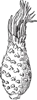 Echinocactus Fruit vintage illustration. 