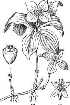 A picture is showing Flower. This is the Flower of the Dogwood or Cornel. It belongs to Cornaceae family. These flowers have four petals and it has white petal-like bracts, vintage line drawing or engraving illustration.