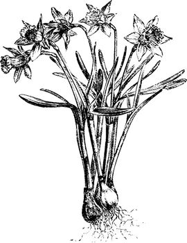 Narcissus Pseudo-Narcissus Minor Nanus vintage illustration. 