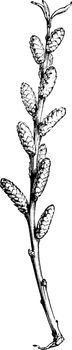 Flowering Branch of Myrica Gale vintage illustration. 