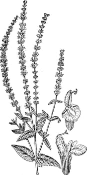 Salvia Nemorosa vintage illustration. 