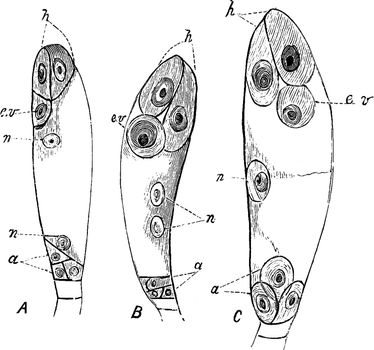Embryo Sac of Angiosperm Before Fertilization in Three Stages vi
