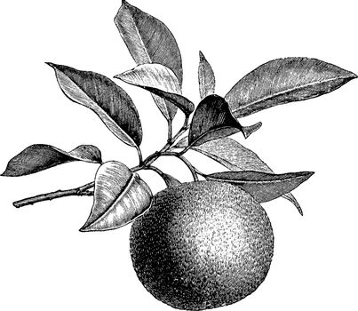 Fruiting Branch of Orange vintage illustration. 