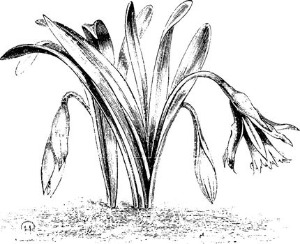 Narcissus Pseudo-Narcissus Minor Minimus vintage illustration. 